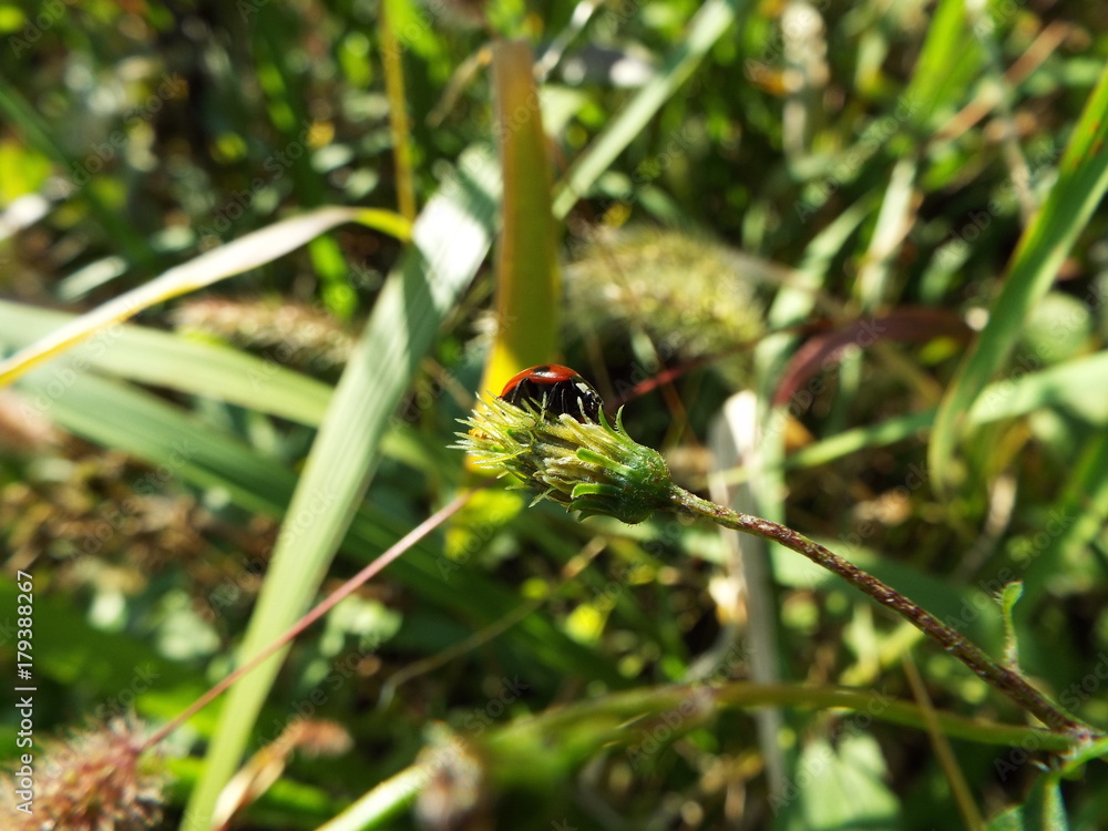 ナナホシテントウ ladybug ナナホシテントウ ladybug