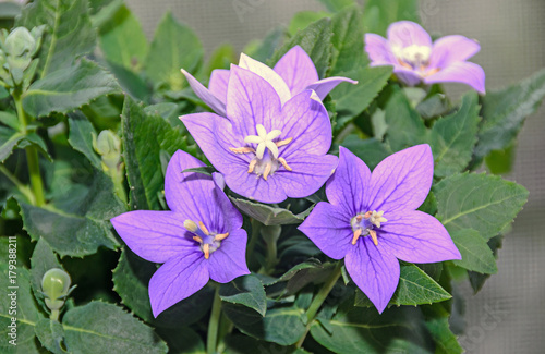 Platycodon grandiflorus astra blue, balloon flower with buds and green leafs