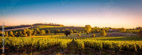 Sunset landscape bordeaux wineyard france