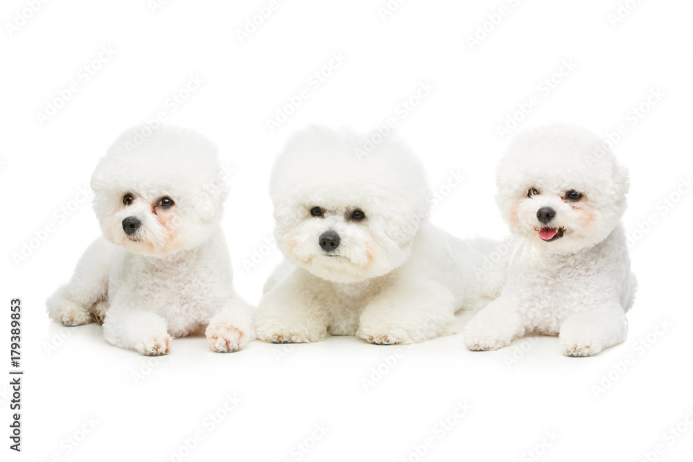 beautiful bichon frisee dogs