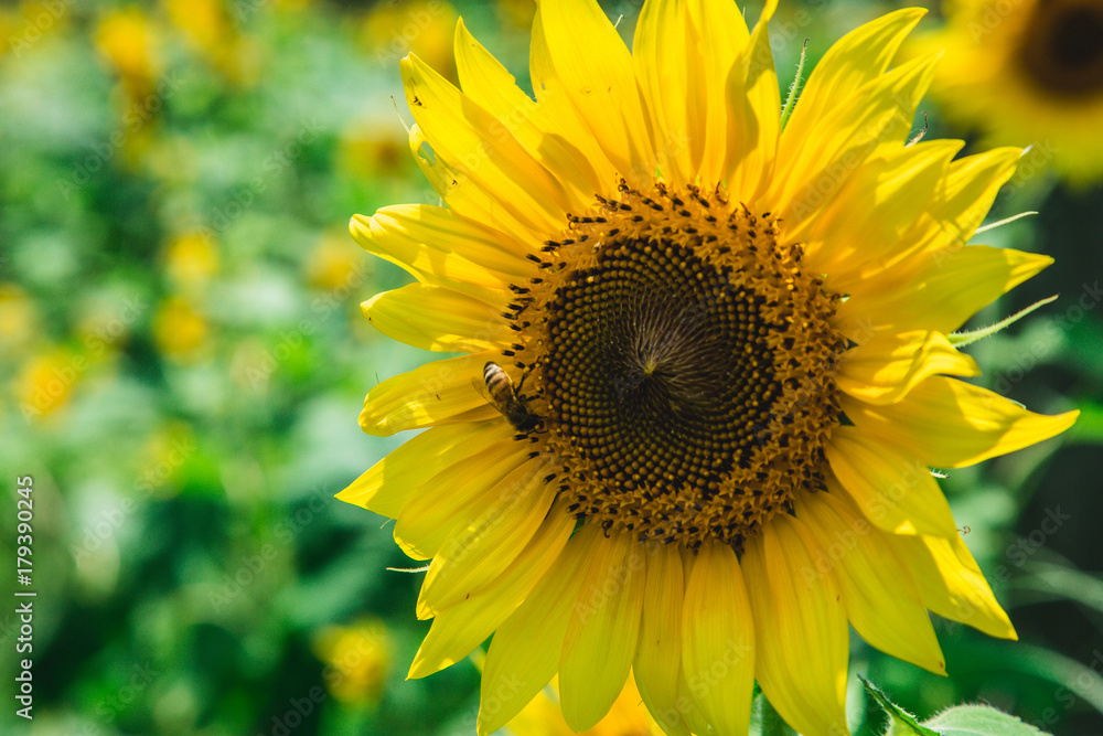 Honeybee on Sunflower Honeybee on Sunflower