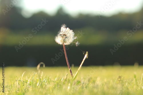 Fototapeta Naklejka Na Ścianę i Meble -  Одуванчик