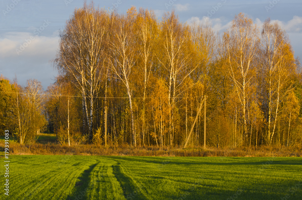 Autumn golden birch grove and green  field