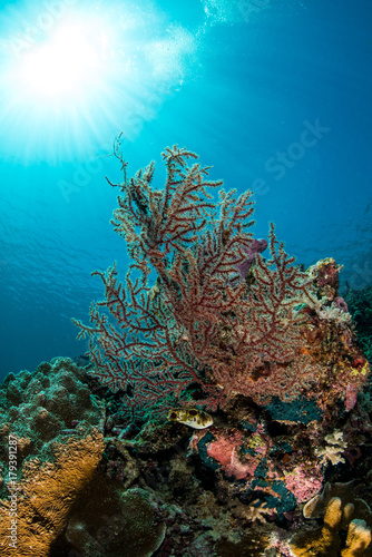 sea fan on the slope of a coral reef with visible sun and rays