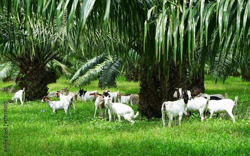 Goats in oil palm plantations photo