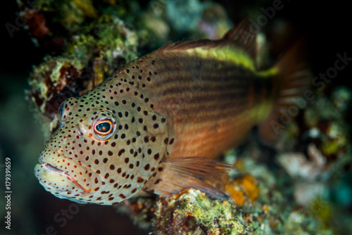 Freckled Hawkfish standing on coral reef
