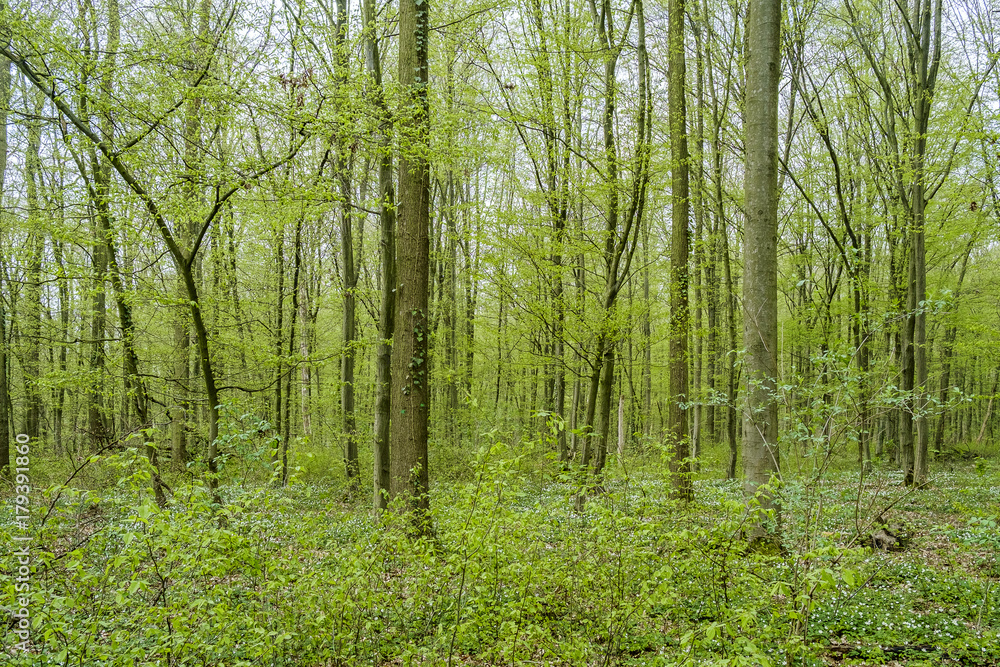 Beech forest Beech forest
