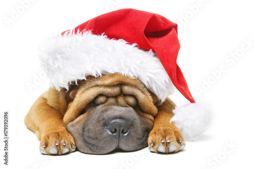 Fototapeta Naklejka Na Ścianę i Meble -  shar pei puppy in christmas hat