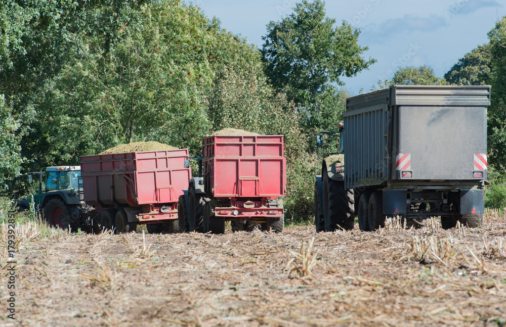 Maisernte, Maishäcksler in Aktion, Erntewagen mit Traktor Maisernte, Maishäcksler in Aktion, Erntewagen mit Traktor
