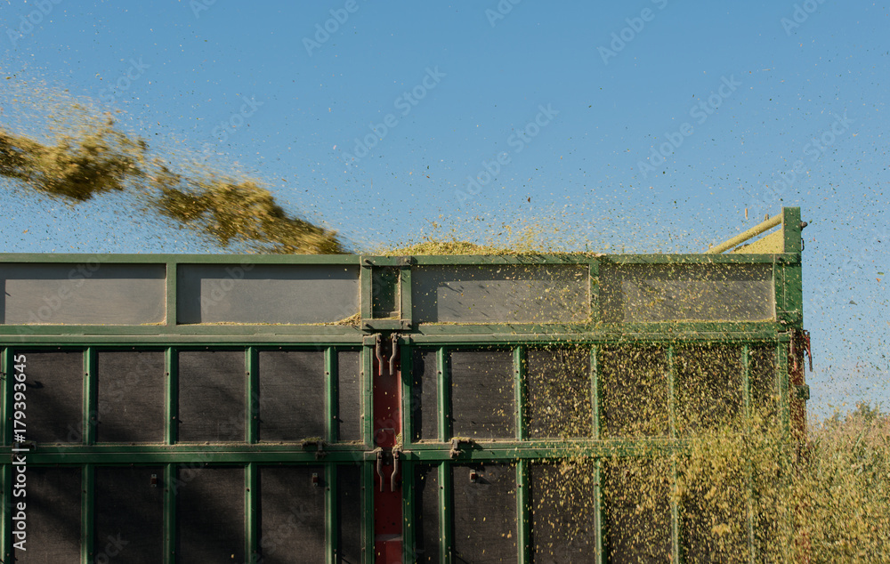 Fototapeta premium Maisernte, Maishäcksler in Aktion, Erntewagen mit Traktor