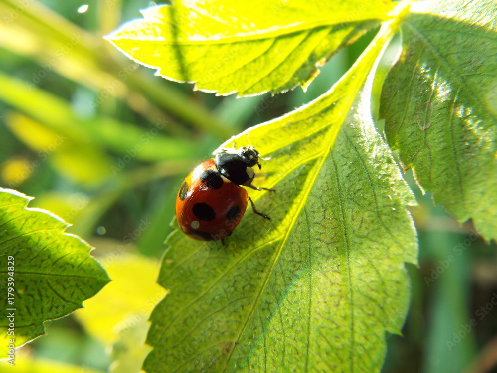 Fototapeta premium ナナホシテントウ ladybug