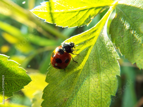 ナナホシテントウ ladybug