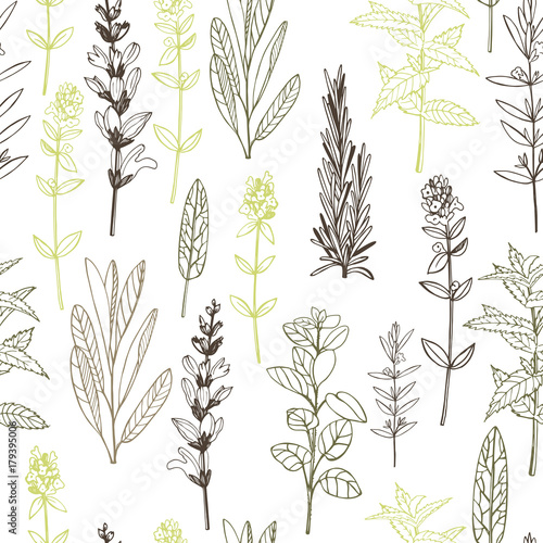 Vector seamless pattern. with hand drawn herbs.