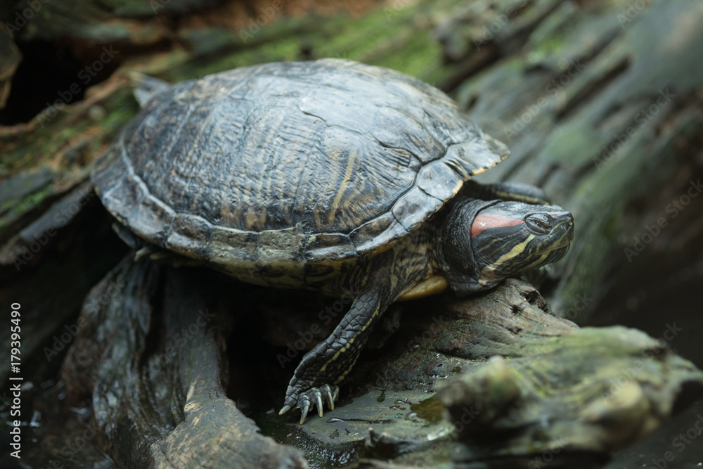 Fototapeta premium Schildkröte