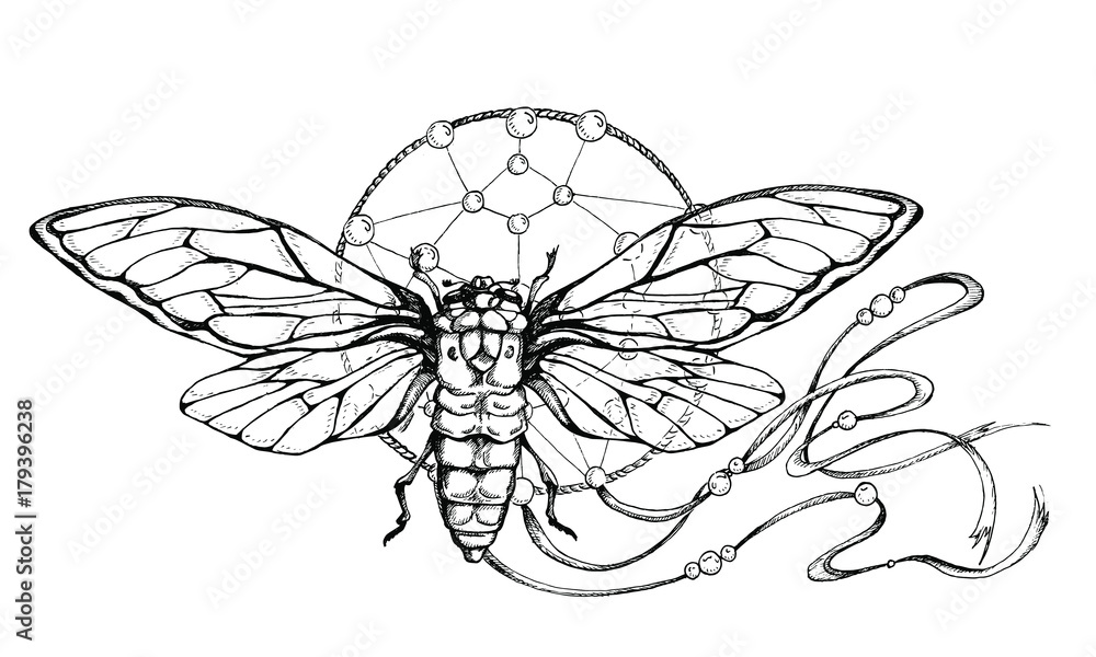 insect on the catcher of dreams insect on the catcher of dreams