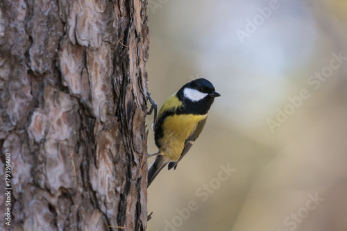 Great tit on pine tree. Cute little bright songbird perched on bark. Bird in wildlife.