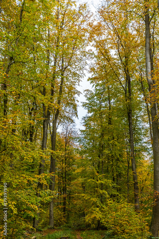 Wald im Herbst Wald im Herbst