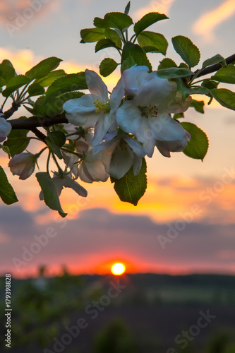 landscape, Ukrainian landscape, sunset in the field, apple blossom