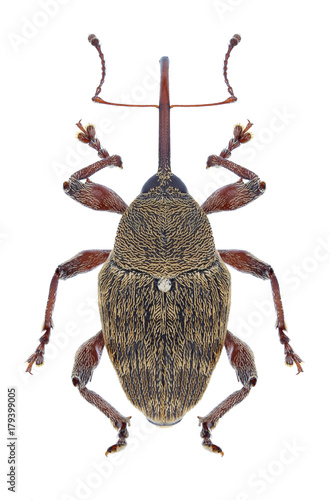 Beetle Curculio glandium on a white background