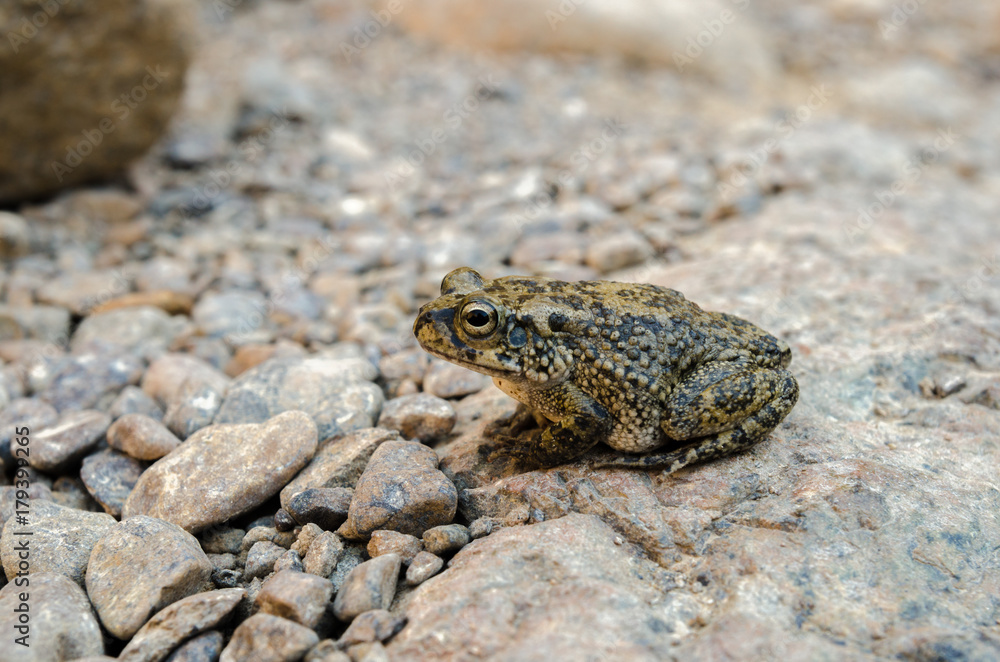 Arabian toad (Bufo arabicus) Arabian toad (Bufo arabicus)