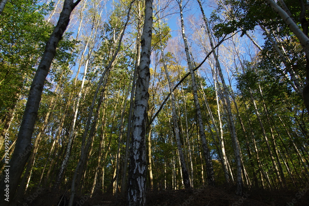 Fototapeta premium Birch forest