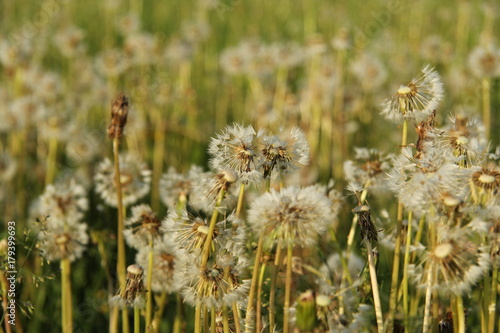 Fototapeta Naklejka Na Ścianę i Meble -  Dandelions.
