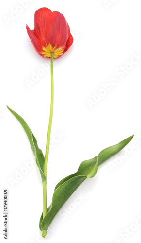 One red tulip.