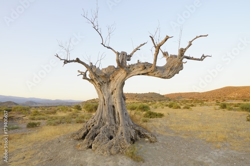 Old olive tree in the spaghetti western location of the Tabernas desert, Andalusia, Spain