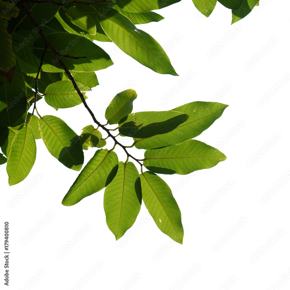 Naklejka premium tree branch isolated