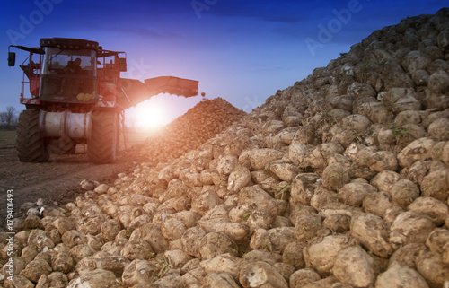 Fotografía sugar beet harvesting