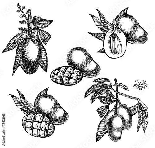 Set of Mango tree vintage design template. Botanical mango fruit. Engraved mango. Graphic illustration.