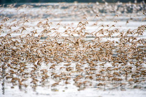 migrazione migliaia uccelli in canada migratori volano