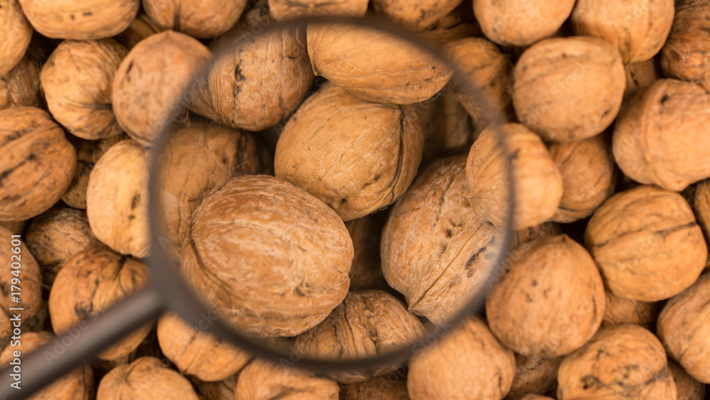 Magnifying glass is studying the harvest of the walnut. Magnifying glass is studying the harvest of the walnut.
