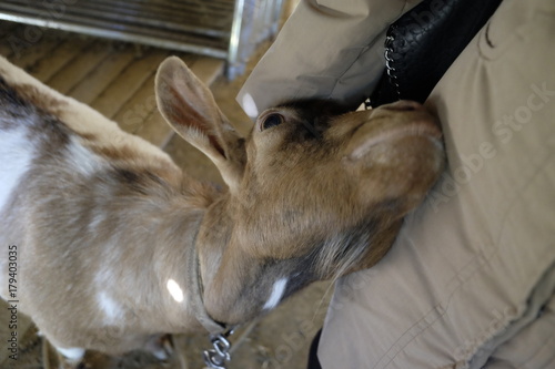 goat with need of pampering photo