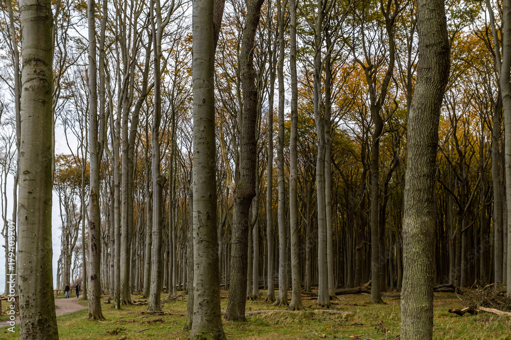 Fototapeta premium Küstenwald