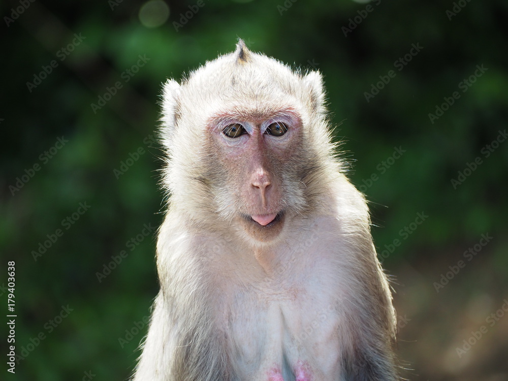 Monkey is tongue sticking, the background is blurred and the sun shines Monkey is tongue sticking, the background is blurred and the sun shines