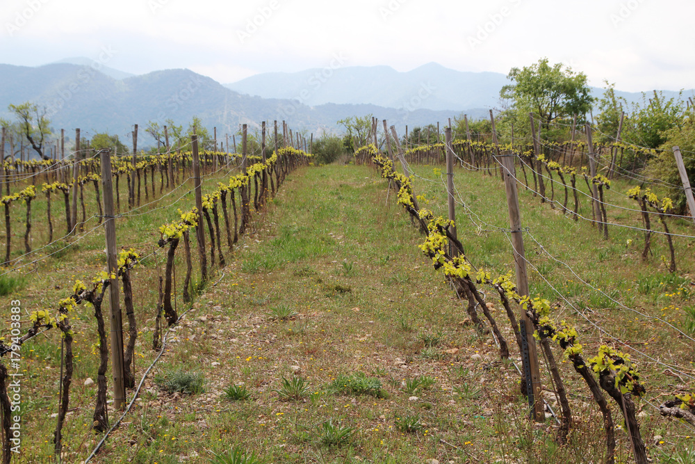 Vineyard in Priorat, Spain 