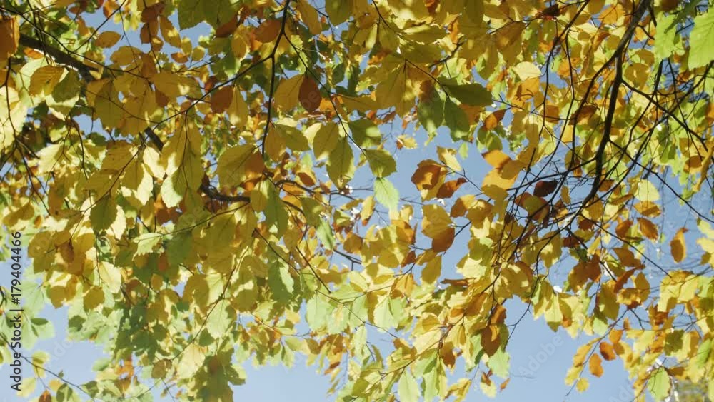 Autumn Leaves Slow Motion Autumn Leaves Slow Motion