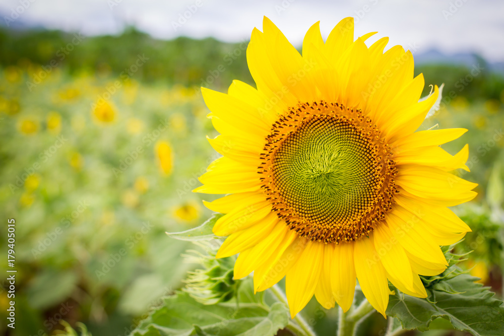 Obraz premium Beautiful big sun flower in the garden close up.