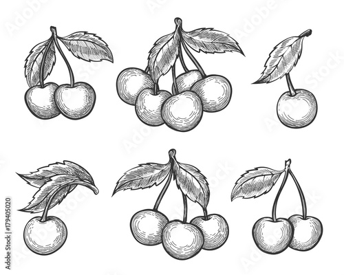 Cherry sketch. Vector engraved or hand drawn dessert cherry wild berries isolated on white background