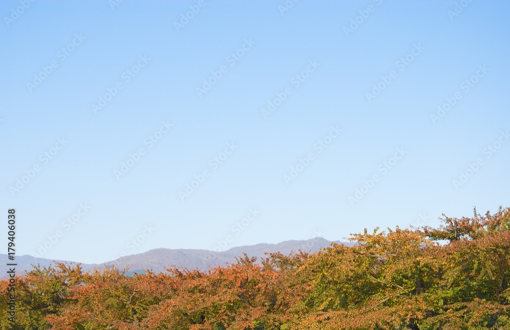 Fototapeta premium 秋 青空 素材