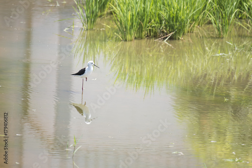 Natural ecology of birds