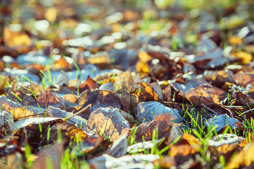 autumn leaves with hoar in november morning. Open aperture, shallow depth of field. Blurred foreground and background.