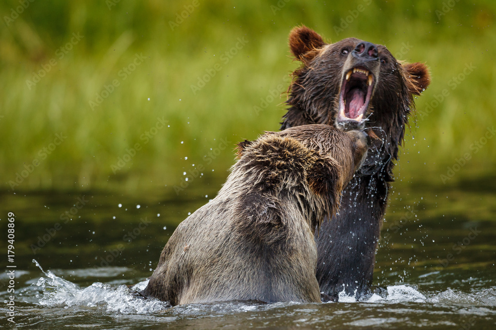 Orso grizzly della costa che pesca salmoni in Canada o Alaska Orso grizzly della costa che pesca salmoni in Canada o Alaska