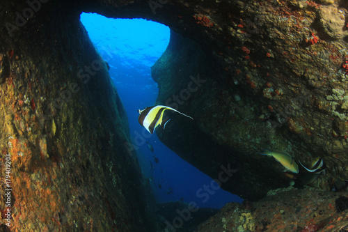 Fototapeta Naklejka Na Ścianę i Meble -  Fish and coral in underwater cave