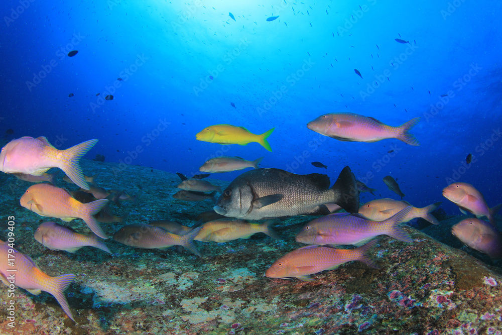 Fish school in ocean. Snapper fish on coral reef