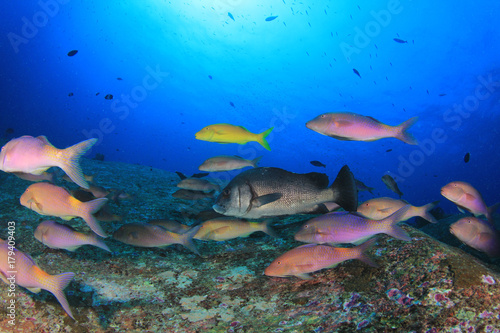 Fish school in ocean. Snapper fish on coral reef © Richard Carey