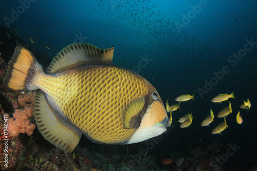 Titan Triggerfish fish on coral reef