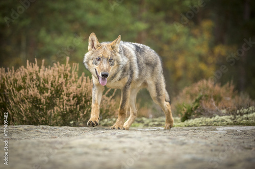 young wolf into forest