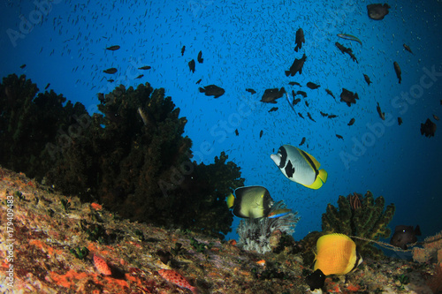 Fototapeta Naklejka Na Ścianę i Meble -  Coral reef underwater and tropical fish